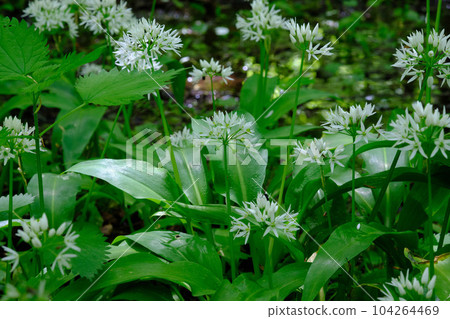Closeup of flowering Ramsons in springtime Closeup of flowering Ramsons in springtime 104264469