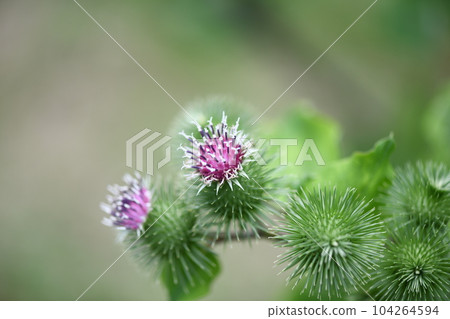 Burdock flower and bud 104264594