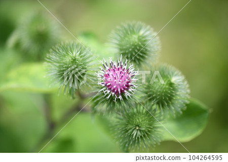 Burdock flower and bud Burdock flower and bud 104264595