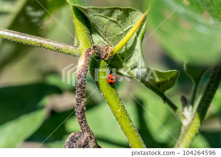 ladybug on eggplant ladybug on eggplant 104264596