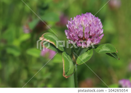 Pink red clover flowers blooming in a field in early summer Pink red clover flowers blooming in a field in early summer 104265054