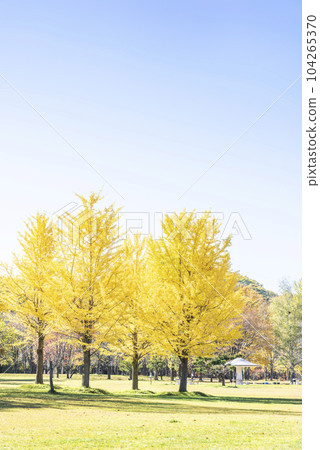 銀杏真駒內公園札幌 104265370