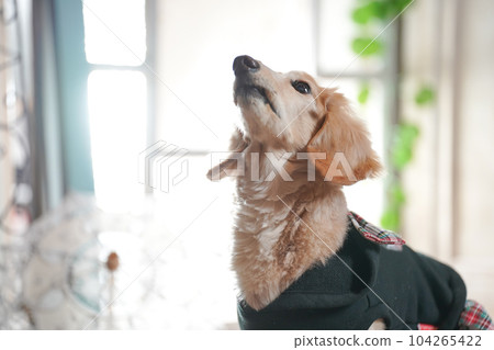 一隻微型臘腸犬站在窗邊 一隻微型臘腸犬站在窗邊 104265422