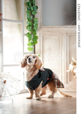 A miniature dachshund standing by the window 104265423