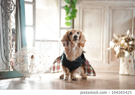 A miniature dachshund standing by the window 104265425