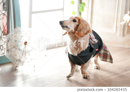 A miniature dachshund standing by the window 104265435