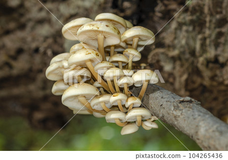 Enokitake Sapporo City Enokitake Sapporo City 104265436