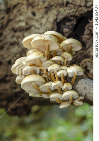 Enokitake Sapporo City Enokitake Sapporo City 104265437