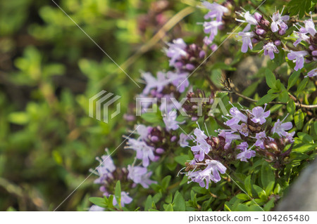 Thymus japonicum, an alpine plant that covers the rocks [Kurumayama Kogen] August, Nagano Prefecture 104265480
