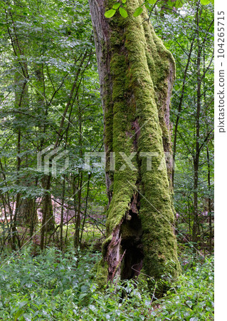 Summertime natural deciduous forest with linden and hornbeam trees 104265715