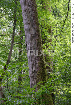 Summertime natural deciduous forest with linden and hornbeam trees 104265717