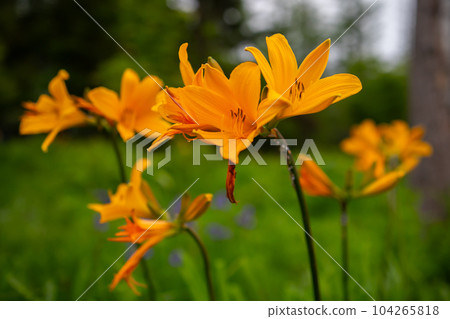 Mt. Inuka Mt. Inuka 104265818