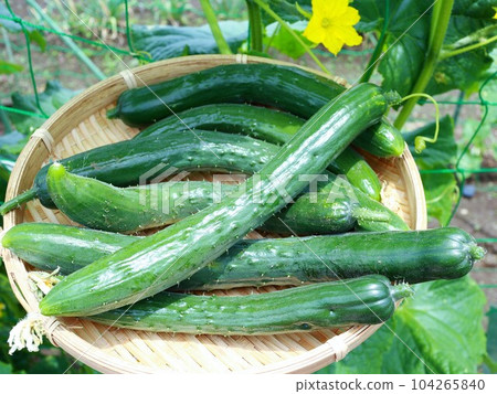 freshly picked cucumber 104265840