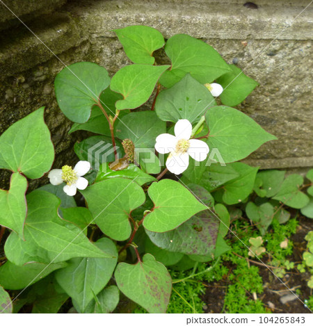 Scenery of blooming dokudami Scenery of blooming dokudami 104265843