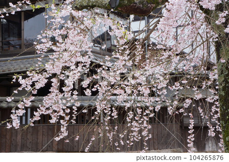 嚴島神社的櫻花 104265876
