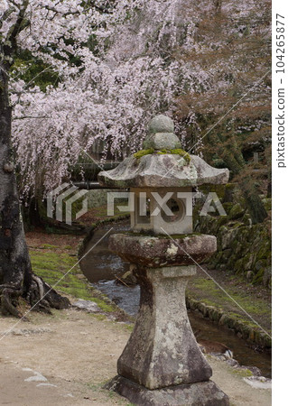 嚴島神社懸掛的櫻花和燈籠 104265877