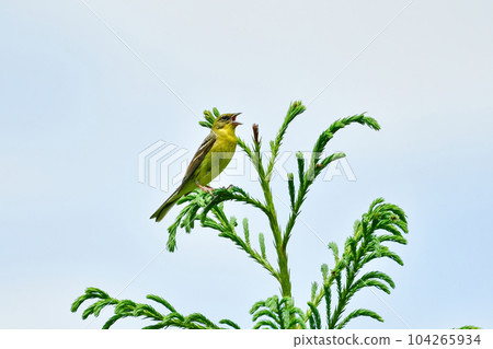 A cute wild bird that can be seen in the forests of highlands and wetlands in early summer 104265934
