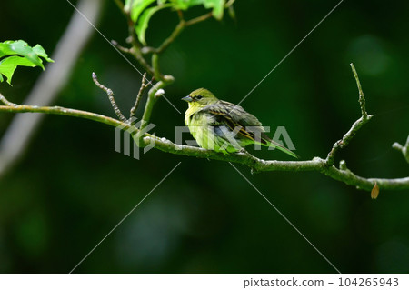 初夏時節,在高原和濕地的森林中可以看到一種可愛的野鳥 初夏時節,在高原和濕地的森林中可以看到一種可愛的野鳥 104265943