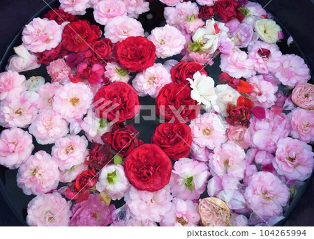 漂浮在水面上的玫瑰 104265994