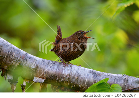 鷦鷯是一種小鳥，在輕井澤等初夏的高原森林中鳴叫有力 104266267