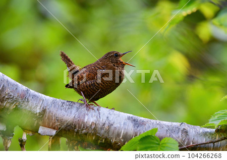 Wren, a small bird that sings powerfully in early summer highland forests such as Karuizawa Wren, a small bird that sings powerfully in early summer highland forests such as Karuizawa 104266268