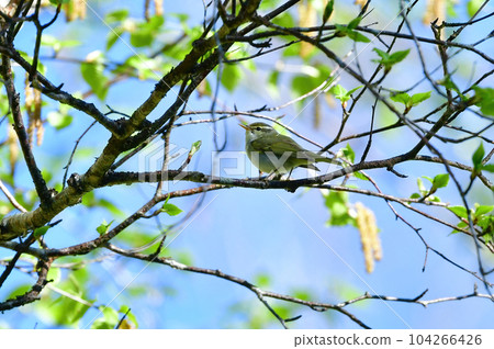 A small wild bird that can be seen in early summer highland forests such as Karuizawa, the Warbler 104266426