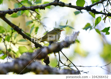 A small wild bird that can be seen in early summer highland forests such as Karuizawa, the Warbler A small wild bird that can be seen in early summer highland forests such as Karuizawa, the Warbler 104266432