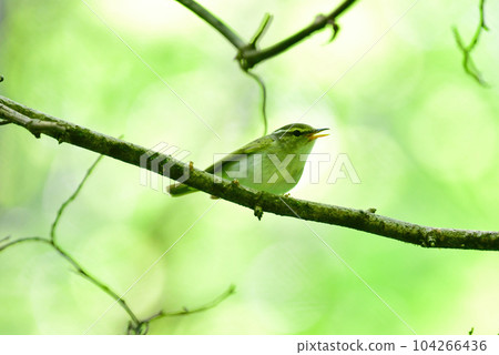 A small wild bird that can be seen in early summer highland forests such as Karuizawa, the Warbler A small wild bird that can be seen in early summer highland forests such as Karuizawa, the Warbler 104266436