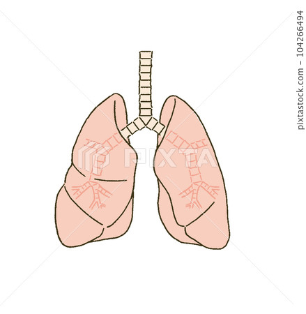 肺部和支氣管的醫學醫學插圖,只需簡單的觸摸 肺部和支氣管的醫學醫學插圖,只需簡單的觸摸 104266494