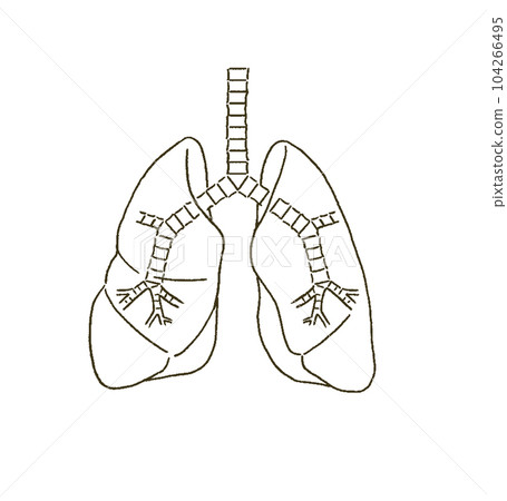 Medical Medical illustration of the lungs and bronchi with a simple touch Medical Medical illustration of the lungs and bronchi with a simple touch 104266495