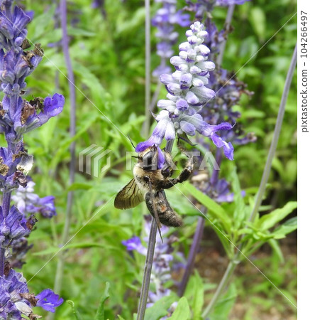 An alien species of bee "Taiwan bamboo carpenter bee" male whose habitat range is expanding 104266497