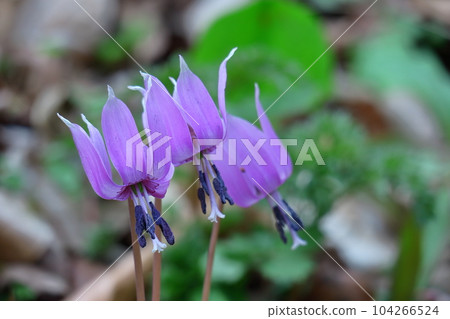 里山仙子 104266524