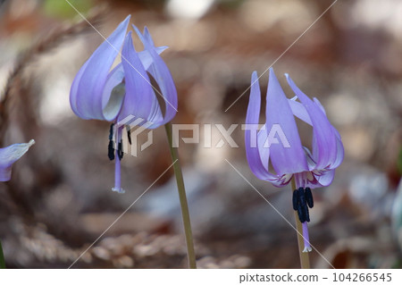 Satoyama fairy Satoyama fairy 104266545