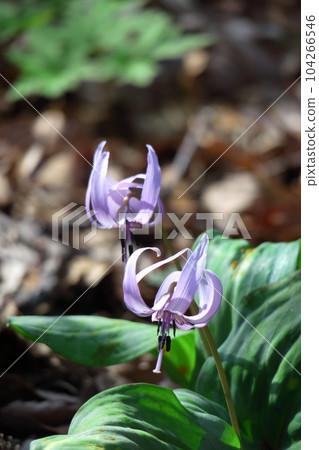 Satoyama fairy Satoyama fairy 104266546