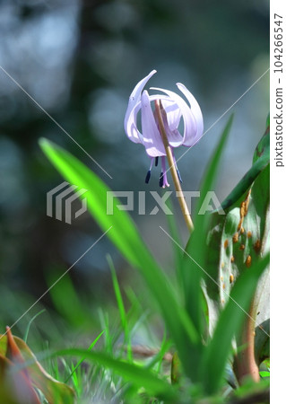 Satoyama fairy Satoyama fairy 104266547
