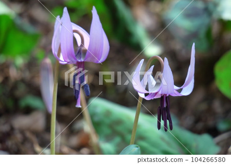 Satoyama fairy Satoyama fairy 104266580
