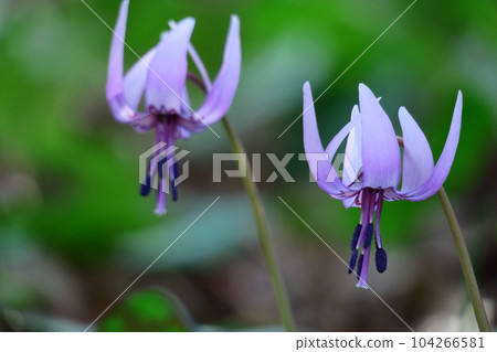 Satoyama fairy Satoyama fairy 104266581