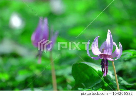 Satoyama fairy Satoyama fairy 104266582