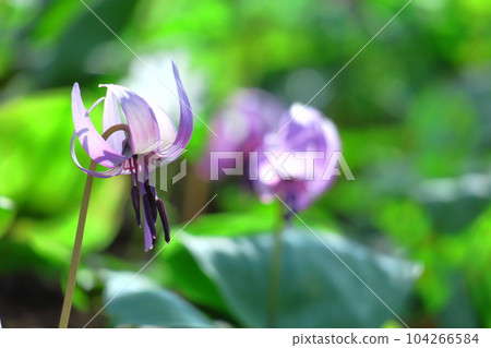 Satoyama fairy Satoyama fairy 104266584