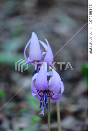 里山仙子 里山仙子 104266598