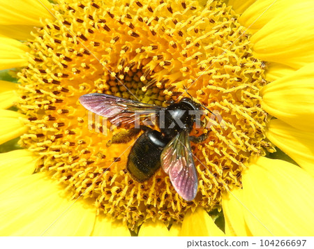 Invasive bee "Taiwan bamboo bear bee" female that came to the sunflower Invasive bee "Taiwan bamboo bear bee" female that came to the sunflower 104266697
