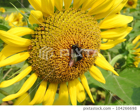 來到向日葵的入侵蜂“台灣竹熊蜂”雌性 104266698