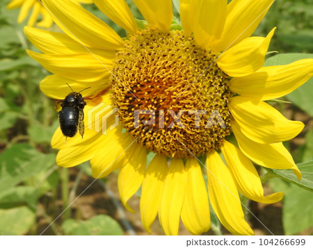 Invasive bee "Taiwan bamboo bear bee" female that came to the sunflower 104266699