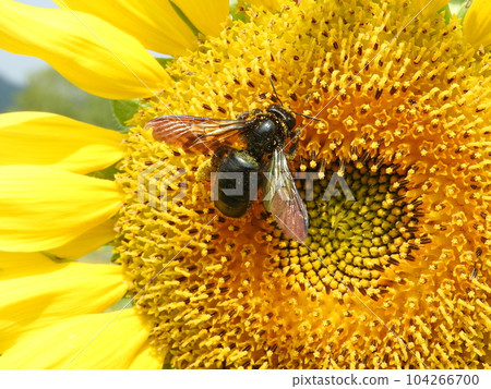 Invasive bee "Taiwan bamboo bear bee" female that came to the sunflower 104266700