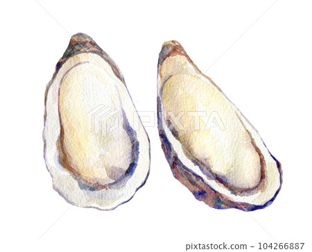Watercolor illustration raw oyster 104266887