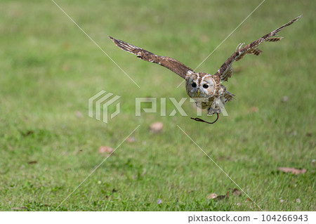 Flying owl 104266943