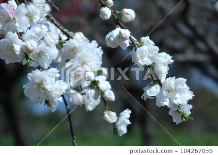 Flowers to decorate the Doll's Festival 104267036