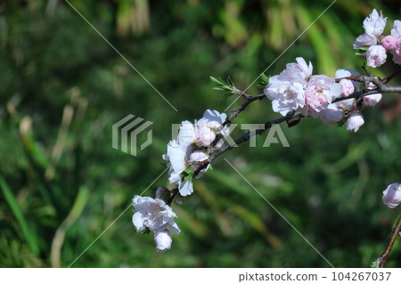 Flowers to decorate the Doll's Festival 104267037