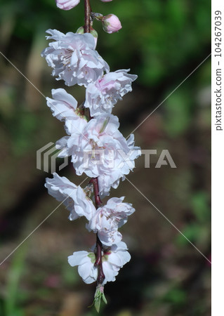 Flowers to decorate the Doll's Festival 104267039