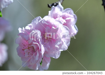裝飾娃娃節的鮮花 裝飾娃娃節的鮮花 104267043